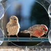 Nature Anywhere Clear Window Bird Feeder with Strong Suction Cups