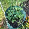 63 Gallon Waterproof Reusable Garden Waste Bag
