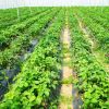 6.5 x 330 FT Weed Barrier Landscape Fabric