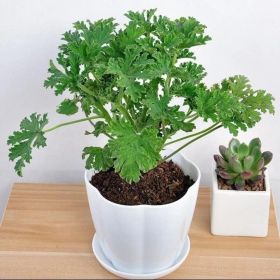 100pcs Mosquito Repellent Citrus Plant Seeds - Non-GMO Natural Insect Repellent For Outdoor Planting (Option: 100pcs)